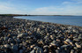 Cemlyn Reserve, North Wales Wildlife Trust