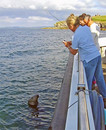 Local Seal joins the Starida Fishing trip Local Seal joins the Starida Fishing trip