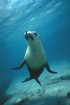 Californian Sealion Californian Sealion