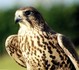 Pen y Bryn Falconry