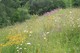 Coed Y Felin Reserve, North Wales Wildlife Trust