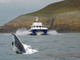 Shearwater Coastal Cruises