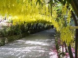 Bodnant Garden