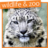 wildlife and zoo